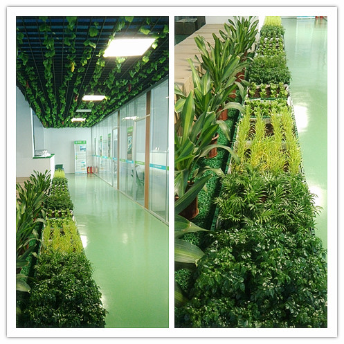 香港星空体育入口植物長廊