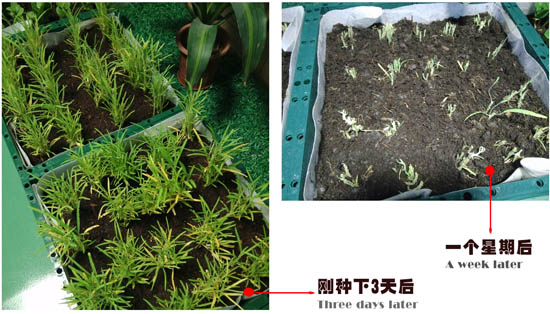 自然光照明係統下的空心菜